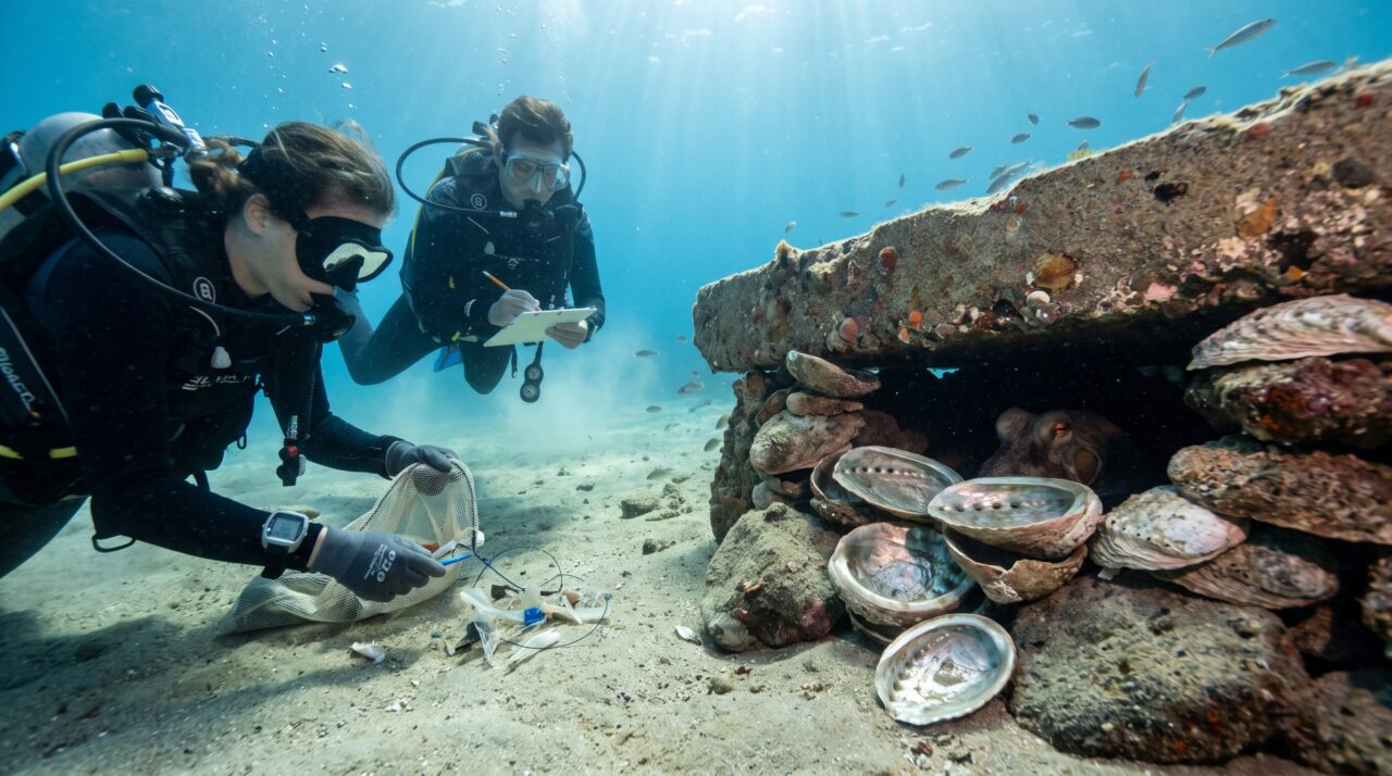Equipe de mergulho passa semanas observando o mesmo polvo reorganizar conchas e materiais soltos em torno da entrada de uma cavidade sob uma placa de concreto submersa, até adotar o hábito de recolher pequenos objetos da área antes de cada mergulho