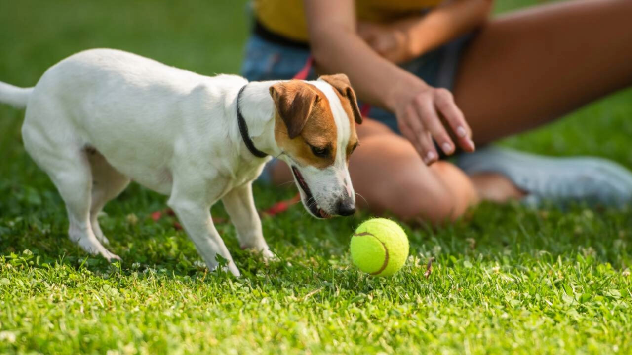 Seu cachorro pode estar evitando você por um motivo que quase ninguém percebe