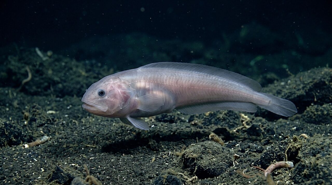 O corpo do peixe-caracol abissal reúne adaptações fisiológicas que ajudam proteínas, membranas e tecidos a funcionar sob pressões extremas