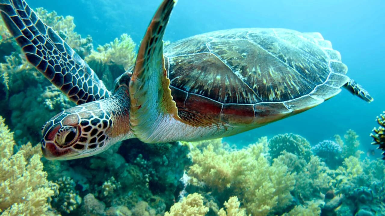 Peculiaridade comportamental de tartarugas marinhas das Ilhas Galápagos surpreendem pesquisadores
