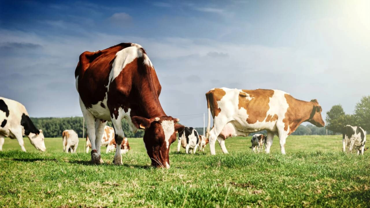 Vacas desapareciam misteriosamente uma a uma de pastagem até o vizinho levantar o drone e encontrar 13 animais amontoados no fundo de um poço de 3 metros