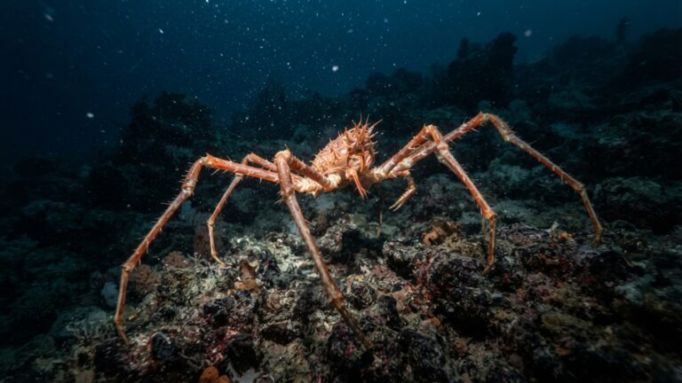 Uma aranha-marinha pode medir quase um metro de ponta a ponta: pernas enormes carregam um corpo minúsculo pelo fundo do oceano