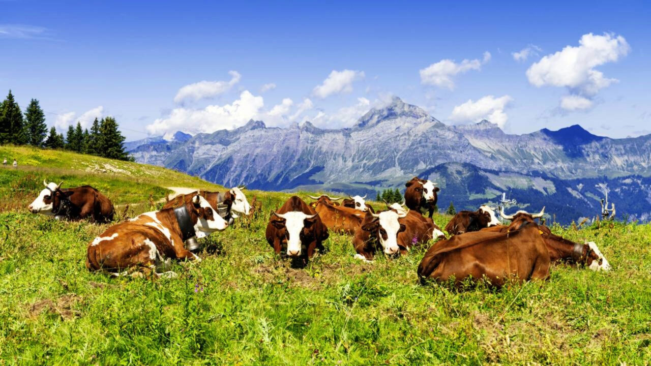Aos 70 anos, ele é prefeito de uma vila isolada nas montanhas, vive praticamente sozinho com 22 vacas — e o lugar virou cenário de filme premiado