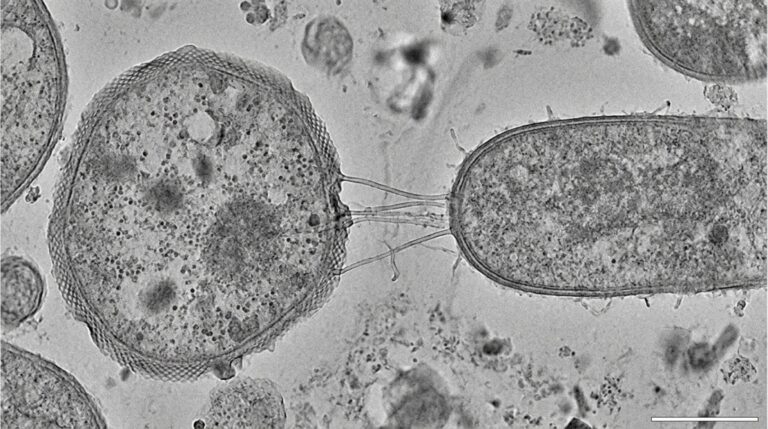 Nanotubos bacterianos foram observados em contato direto com uma arqueia Asgard