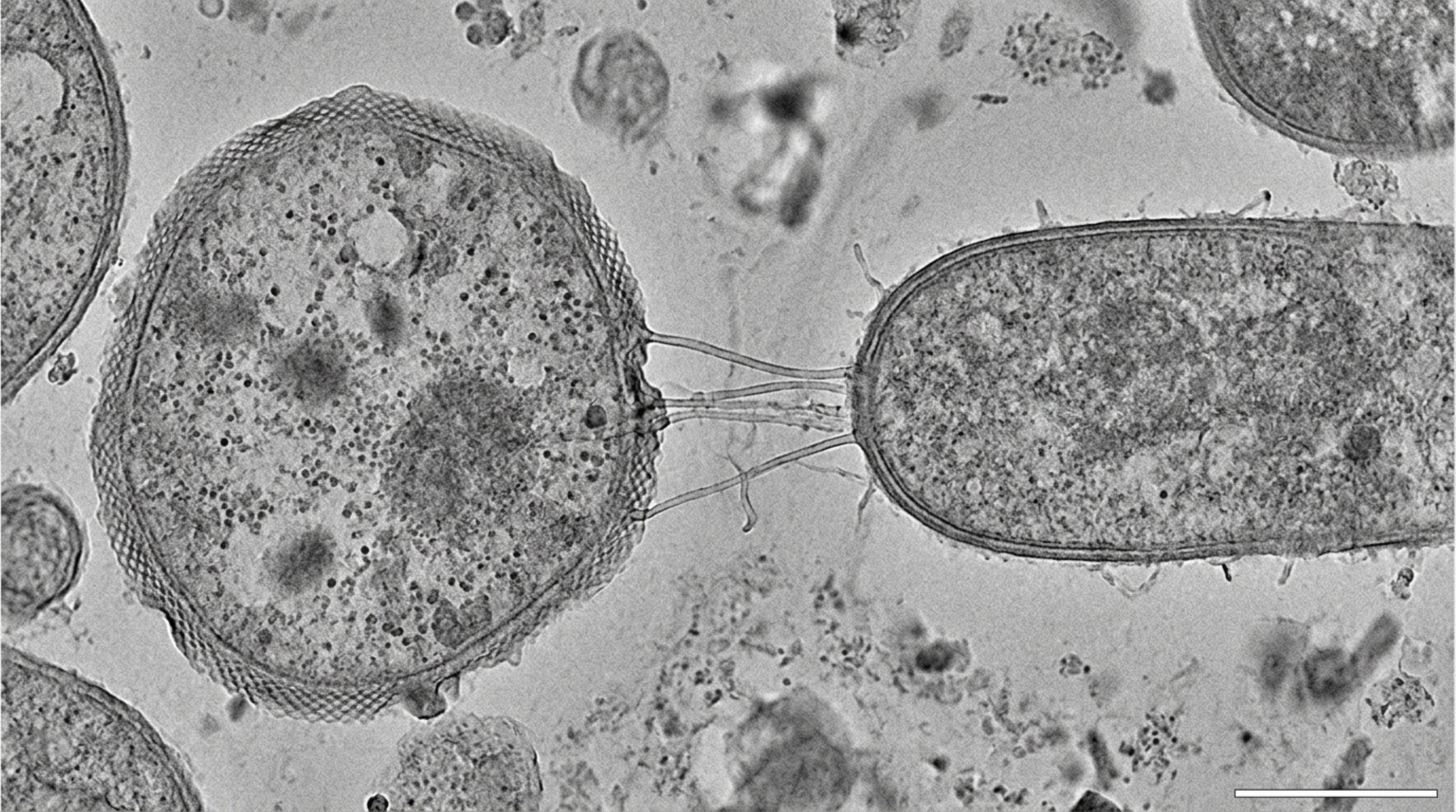 Uma floresta de micróbios vive dentro de rochas vivas e tubos microscópicos entre duas células podem imitar uma parceria que antecedeu animais e plantas