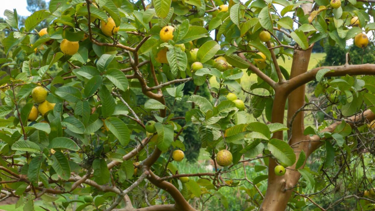 Botânico revela a árvore ideal para sua casa ela mantém suas folhas o ano todo, dá flores comestíveis e produz frutos aromáticos