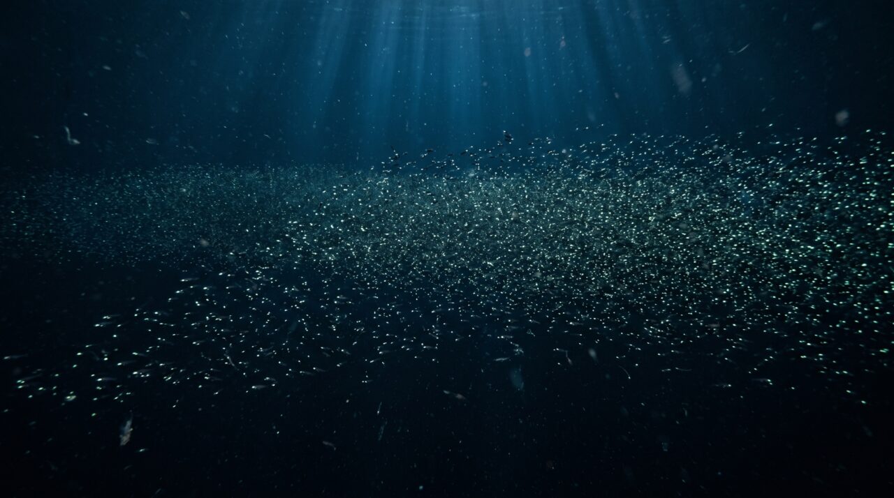 O peixe mais numeroso do planeta pode viver onde quase ninguém vê e formar uma população estimada em escala de quatrilhões