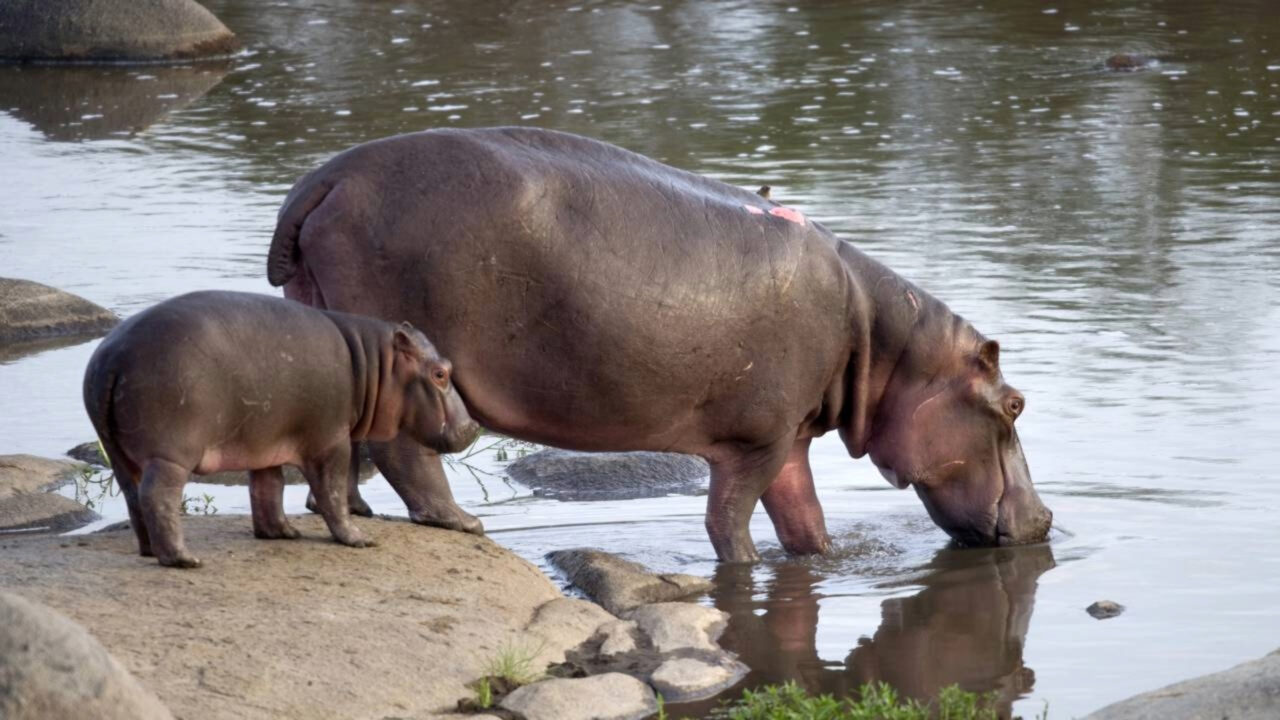 Carne de hipopótamo: A verdade do por que não comemos esse animal enorme