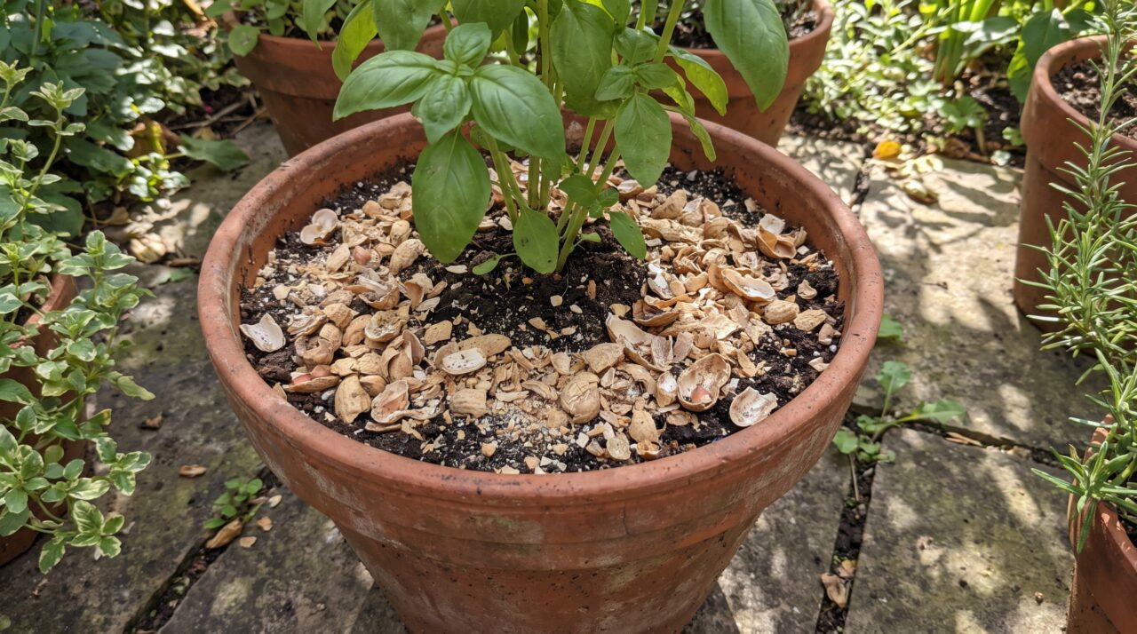 Seu jardim ficará lindo se você espalhar cascas de amendoim trituradas nesses lugares