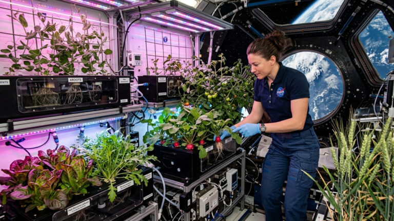 Cientistas cultivavam alface, mostarda, trigo, rabanete, tomate e outras culturas na ISS; suas partes comestíveis tinham contagens microbianas dentro das faixas terrestres