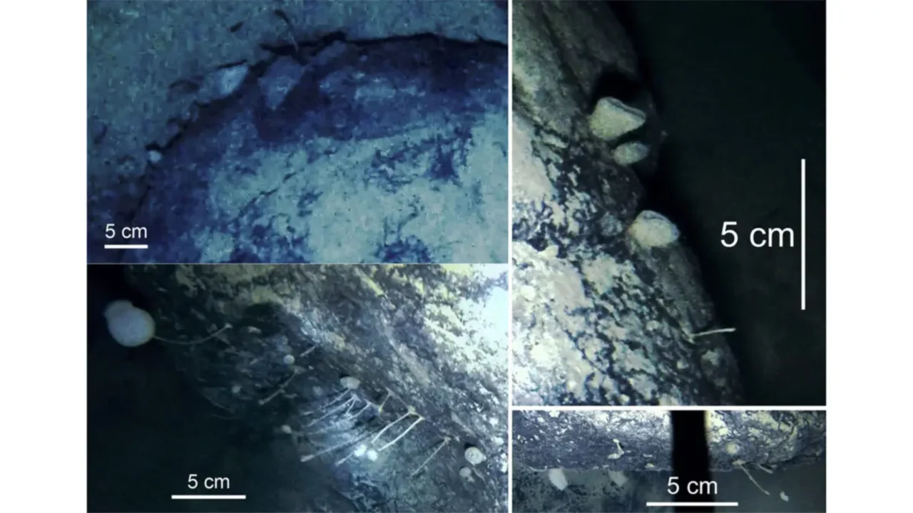 Cientistas descem câmera a 900 metros sob o gelo da Antártida e ficam sem palavras com o que aparece na tela