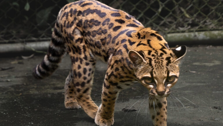 Cientistas descobrem o Tilcayo tiger cat, nova espécie gato pela primeira vez em mais de 100 anos