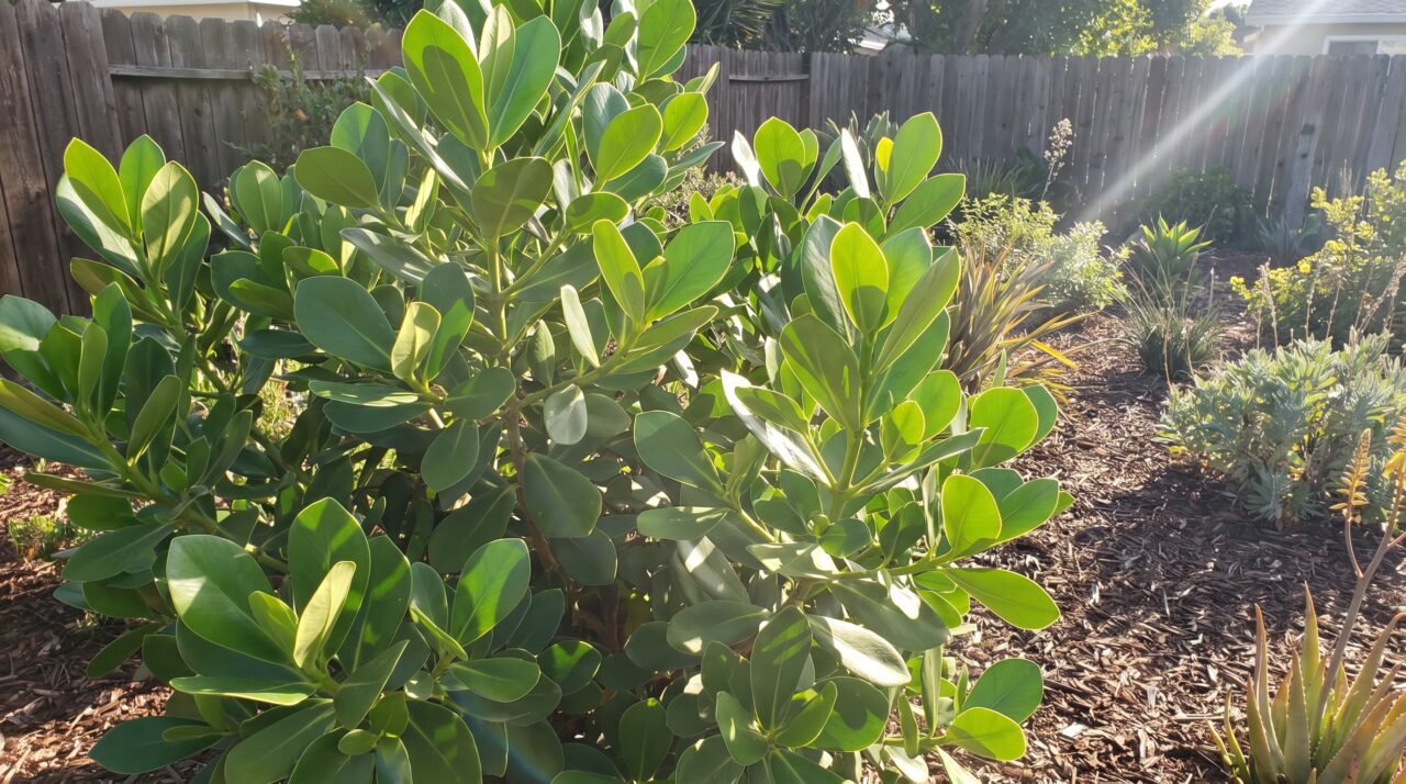 Como cultivar a clúsia no quintal de casa e suas vantagens para o jardim