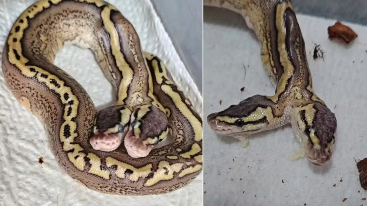 Cobra nasce com duas cabeças e surpreende criadores ao dividir o controle do próprio corpo