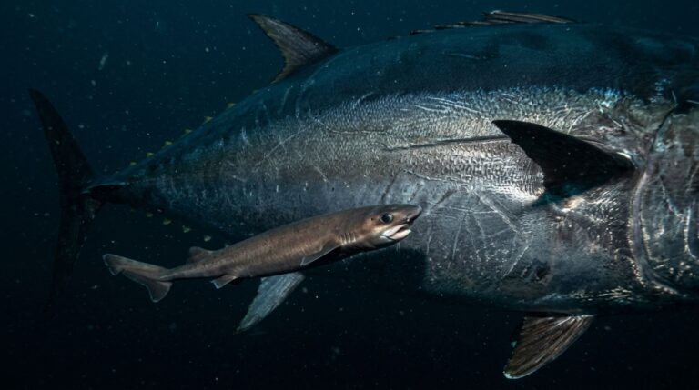 O pequeno cookiecutter shark consegue retirar tecido de animais muito maiores