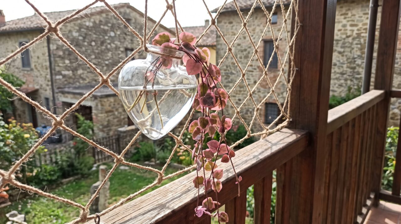Como cultivar a suculenta coração-emaranhado e manter seus tons rosados