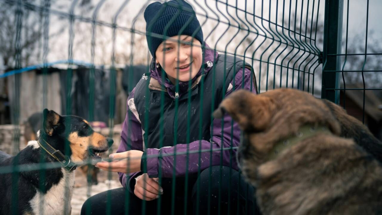 Eles querem voluntários para viver de graça na Espanha cuidando de animais abandonados