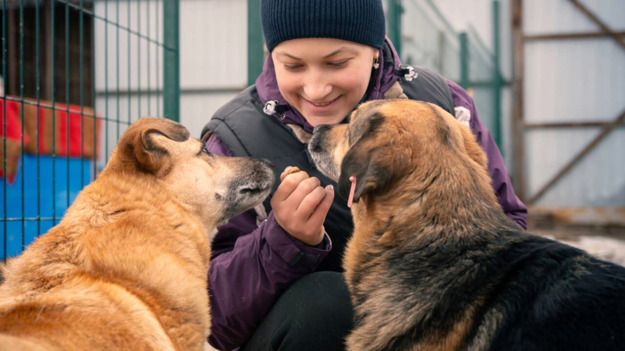 Eles querem voluntários para viver de graça na Espanha cuidando de animais abandonados