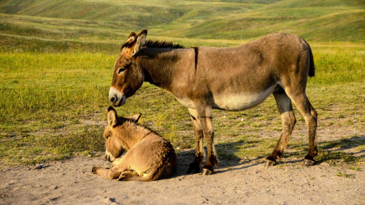 Em 1982, eles soltaram 28 burros selvagens no deserto 40 anos depois, transformaram o ecossistema de forma natural