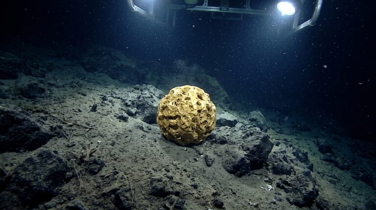 Uma esfera dourada encontrada no fundo do Alasca intrigou cientistas por anos até DNA revelar que era a base de uma anêmona gigante