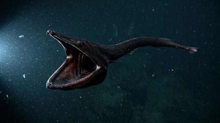 A enorme cavidade bucal ajuda o gulper eel a aproveitar oportunidades raras de alimentação