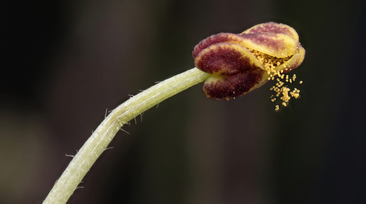 Uma flor só libera o pólen depois da mordida: abelhas agarram a estrutura e ligam os músculos de voo para fazê-la vibrar