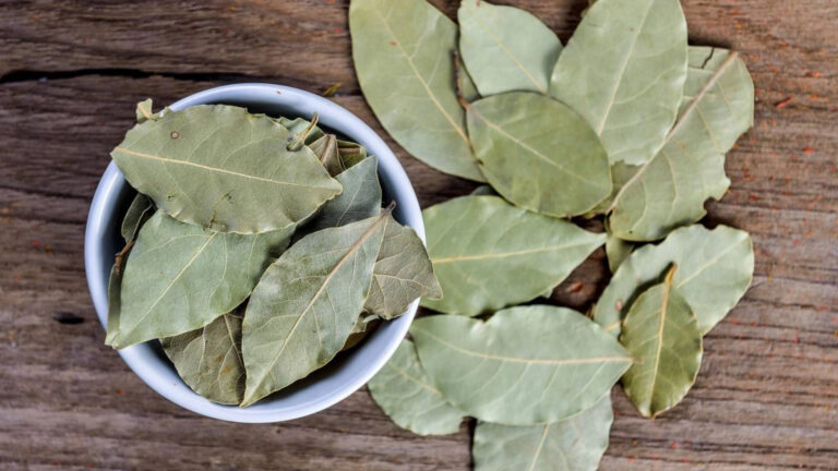 Ferver folhas de louro com meio copo de vinagre branco Para que serve e por que é recomendado