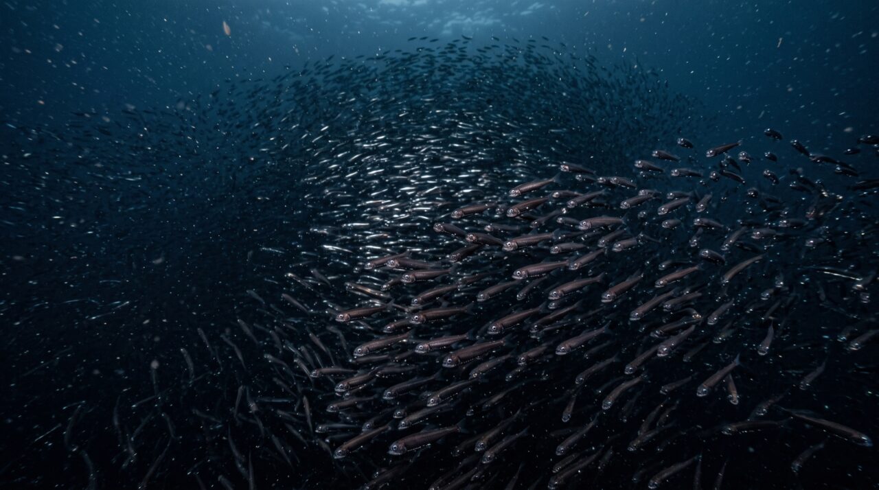 Nas águas quase sem luz, um grupo de peixes minúsculos pode somar cerca de um quatrilhão de indivíduos espalhados pelo planeta