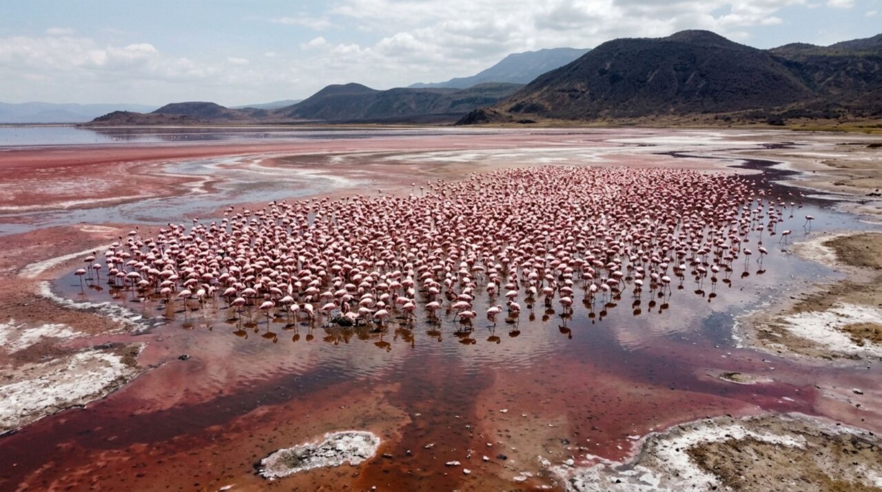 O lago africano de águas extremamente alcalinas onde enormes grupos de flamingos encontram condições especiais para reprodução apesar do ambiente hostil