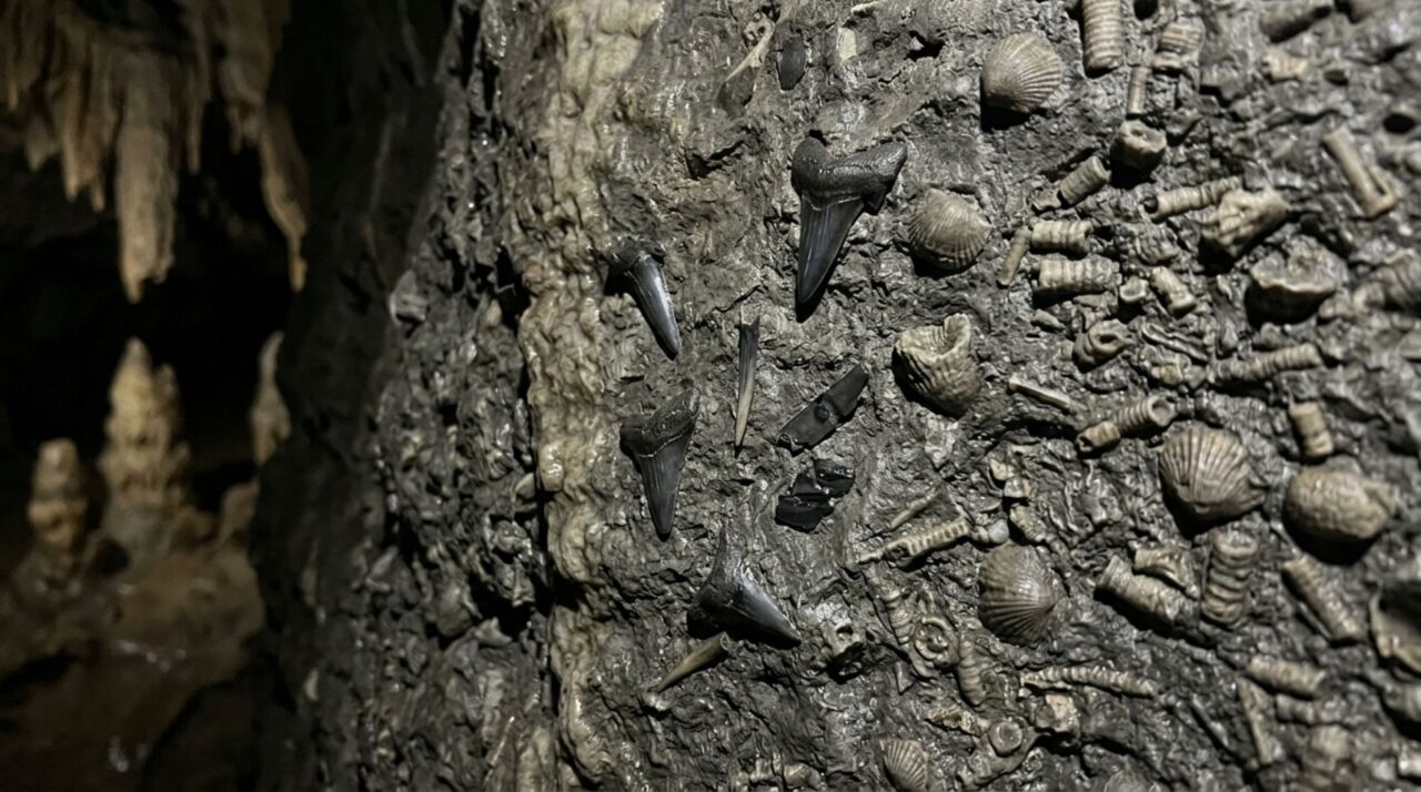 Um fóssil de tubarão continua preso na parede de uma caverna do Kentucky e o teto já foi fundo de um mar há mais de 300 milhões de anos