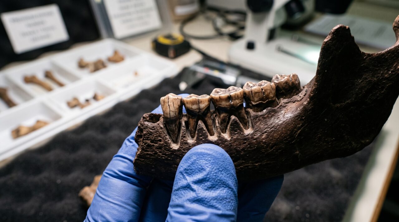 Um dente de 25 mil anos guardou uma rotina química: vestígios apontam consumo repetido de noz-de-betel por caçador-coletor