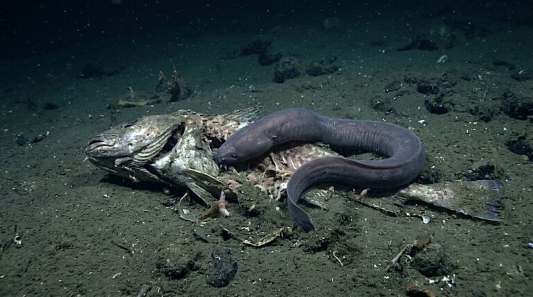 O metabolismo baixo permite ao hagfish esperar longos períodos por alimento