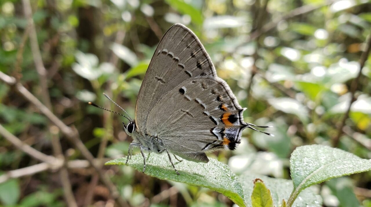 Uma lagarta parece carregar uma cabeça falsa na traseira e usa manchas e movimentos para fazer predadores atacarem o lado errado do corpo