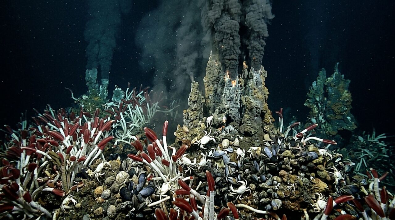 Um fundo oceânico sem luz abriga animais que dependem de bactérias para transformar sulfeto tóxico em energia e formar comunidades inteiras sem usar diretamente a luz do Sol