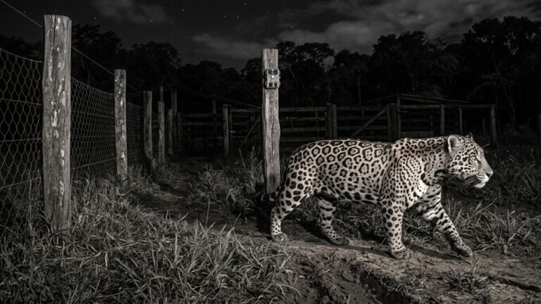 A câmera instalada perto do curral registra um animal de mais de 100 kg às 3h da manhã, mas o detalhe nas manchas chama ainda mais atenção