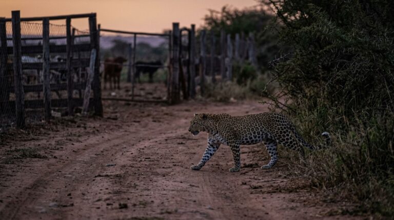O leopardo atravessava a estrada ao entardecer porque aquele trecho fazia parte de uma rota utilizada entre a vegetação e um ponto de água próximo