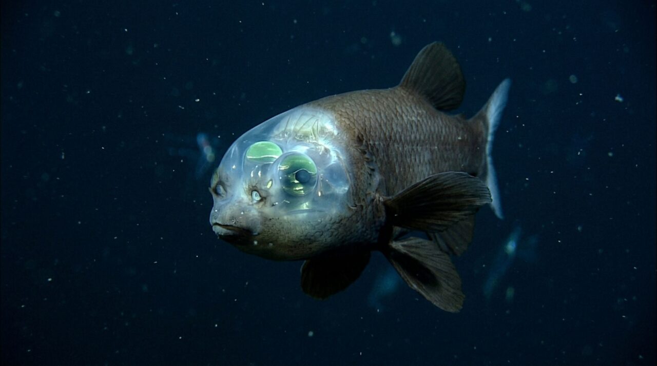 O peixe que possui uma cabeça transparente e olhos que podem ser observados através dela