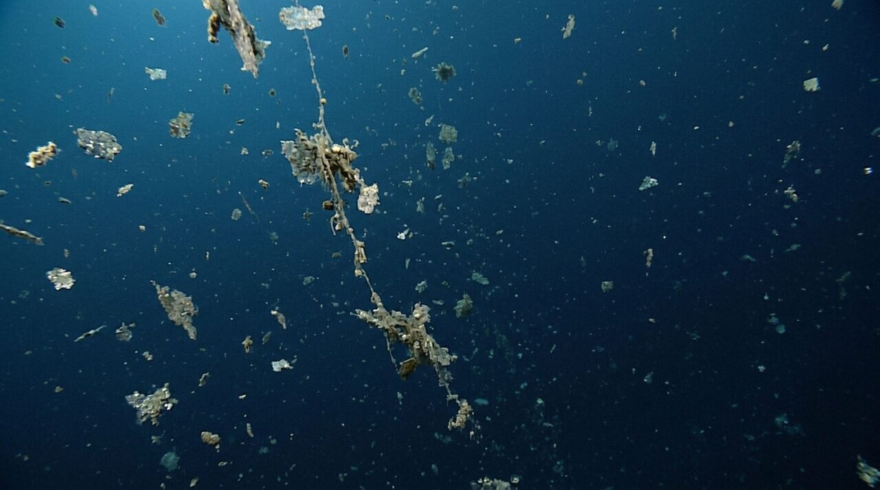 A comida do oceano profundo cai do céu por semanas e flocos de restos orgânicos sustentam animais a quilômetros da superfície