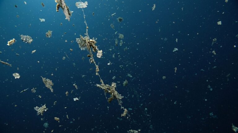 A neve marinha transporta matéria orgânica das águas iluminadas para o oceano profundo