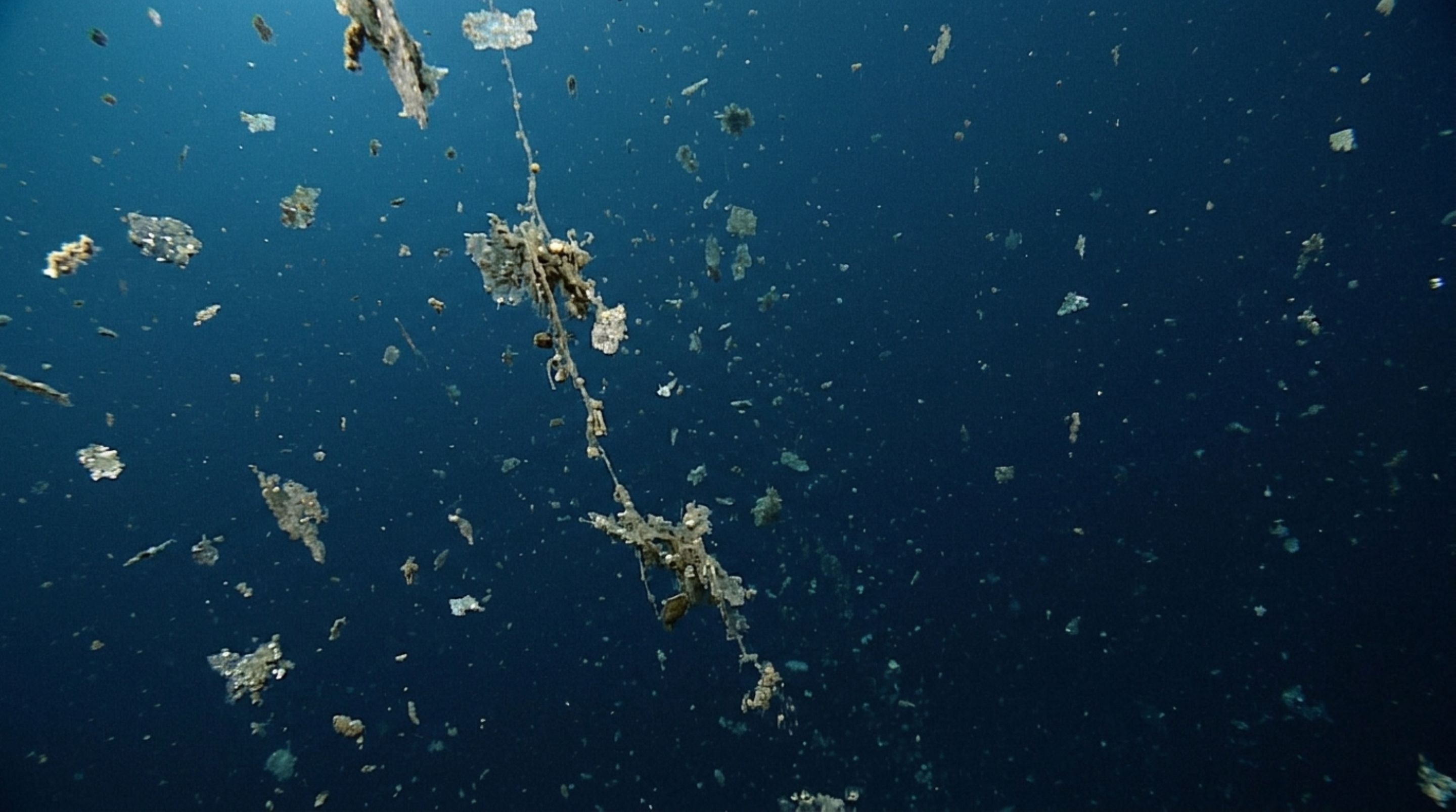 A comida do oceano profundo cai do céu por semanas e flocos de restos orgânicos sustentam animais a quilômetros da superfície