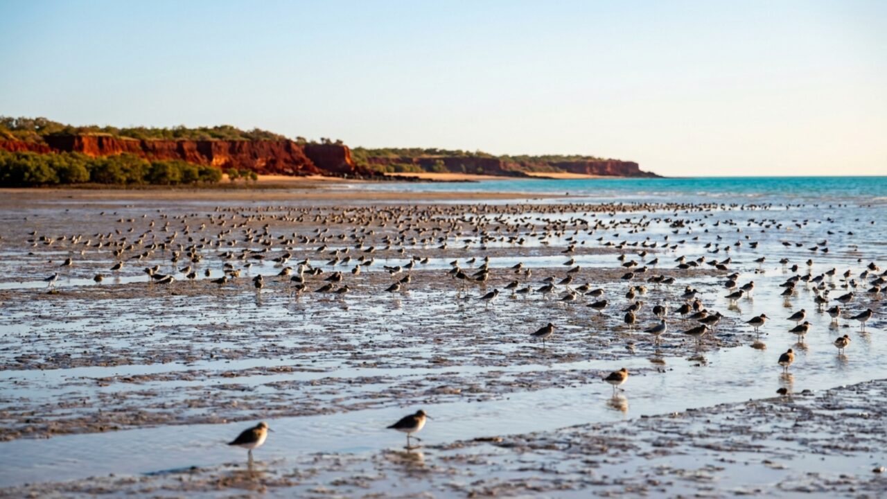 A maré sobe até 9 metros nesta baía australiana e transforma quilômetros de lama exposta em água rasa num único ciclo