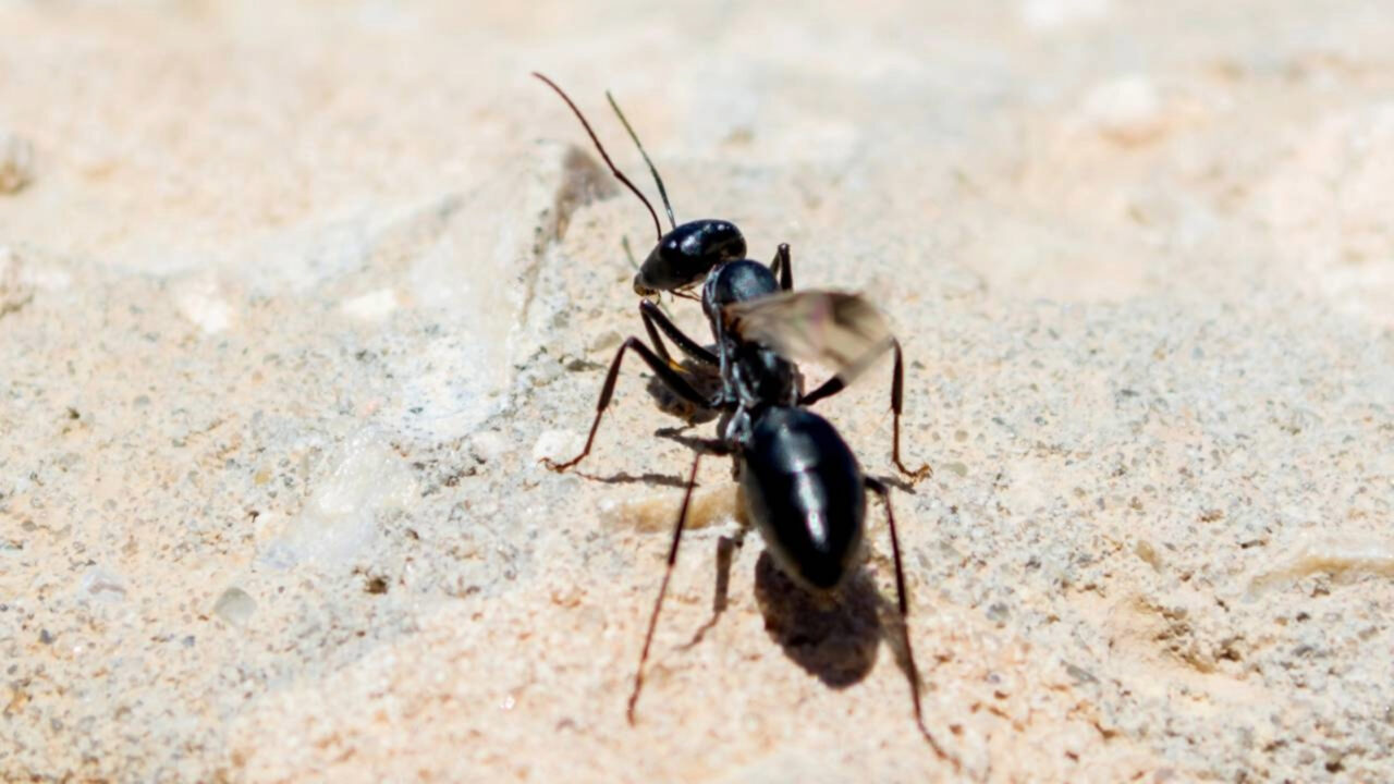 O que significa uma formiga andando sozinha pela sua casa; dica, você não deve matá-la