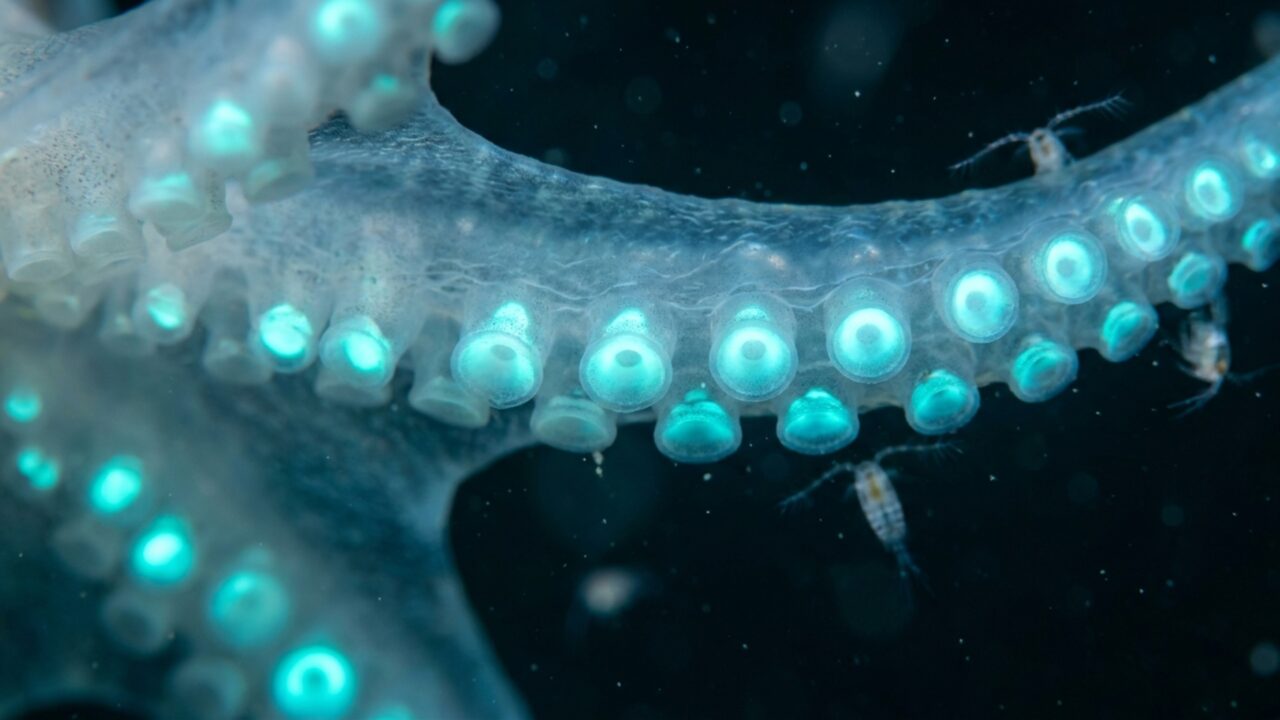 Um polvo do fundo do mar acende pequenas ventosas perto da boca e pode usar a luz para atrair crustáceos direto para os braços