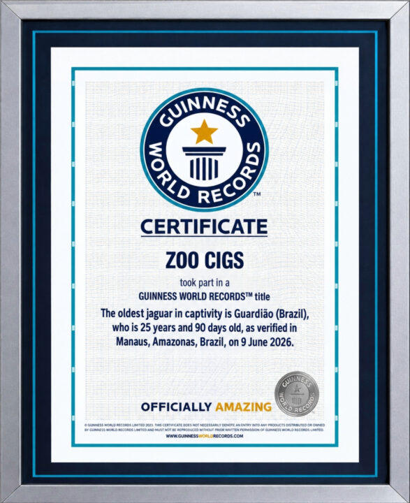 Onça-pintada do Exército conquista recorde de mais velha do mundo pelo Guinness Book