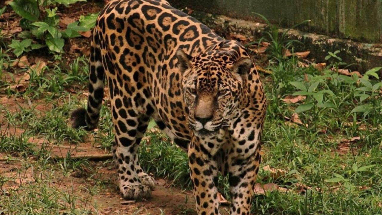 Onça-pintada do Exército Brasileiro conquista recorde de mais velha do mundo pelo Guinness Book