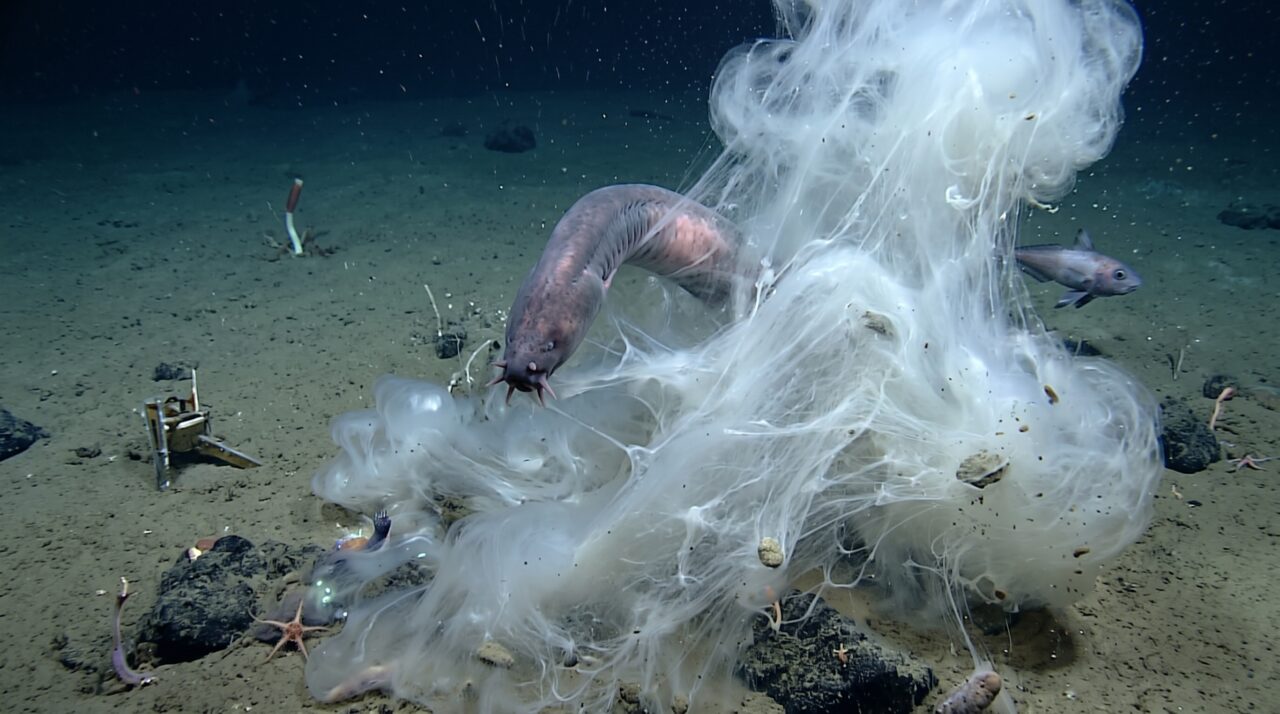 Peixe-bruxa solta gosma bizarra para sufocar predadores do mar