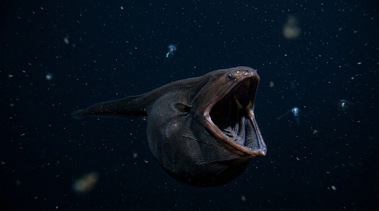 Um peixe do oceano profundo abre uma boca enorme para engolir alimento raro e vive numa zona onde a pressão ultrapassa cem vezes a encontrada ao nível do mar