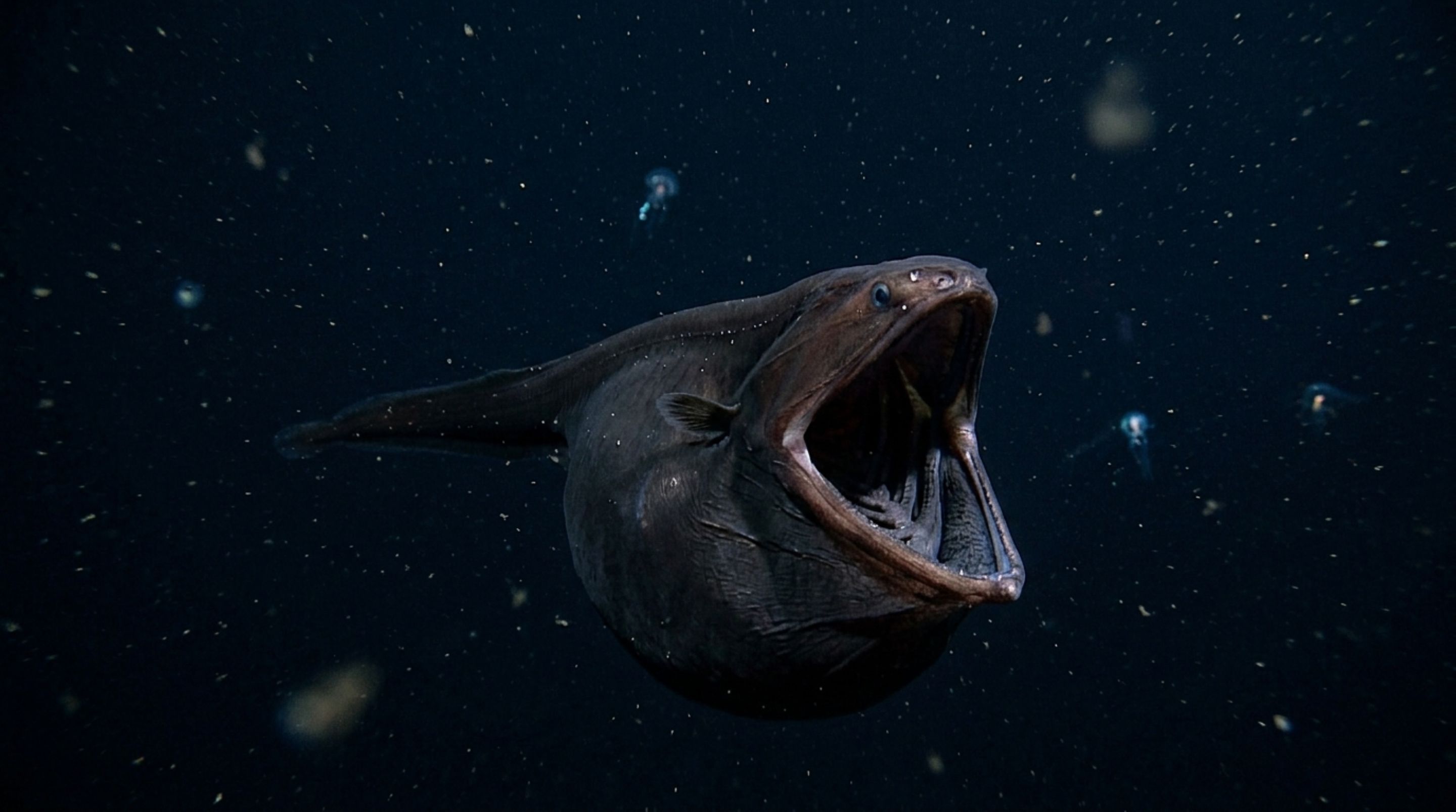Um peixe do oceano profundo abre uma boca enorme para engolir alimento raro e vive numa zona onde a pressão ultrapassa cem vezes a encontrada ao nível do mar