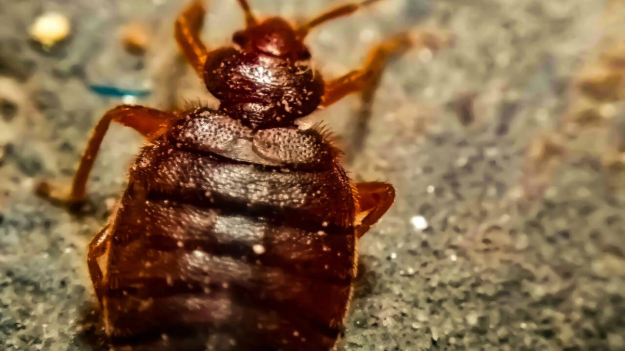 Percevejos começam a invadir as casas; estes truques simples ajudam a mantê-los longe