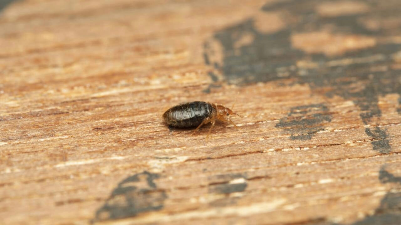 Percevejos começam a invadir as casas; estes truques simples ajudam a mantê-los longe